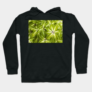 Pittosporum tenuifolium Arundel Green Hoodie